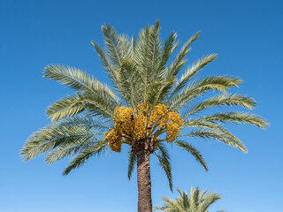 A date palm tree with clusters of yellow fruit stands tall against a clear, vibrant blue sky.