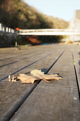 Feuille morte sur le ponton de la Vesdre en automne à Verviers, Province de Liège en Belgique, Europe