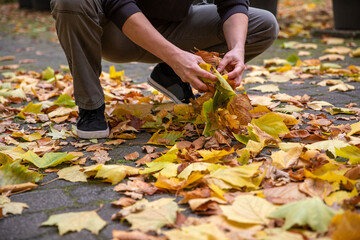 Blätter im Herbst per Hand greifen und aufsammeln