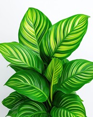 Lush Tropical Leaves with Vibrant Green Patterns