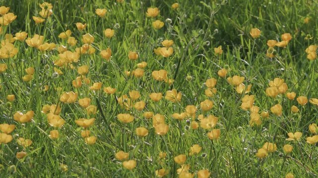 Backlit Buttercups Close‑Up in Sunny Spring Meadow, Bright Yellow Wildflowers Swaying in the Wind, Vibrant Nature Detail, Warm Outdoor Floral Scene, Fresh Seasonal Beauty