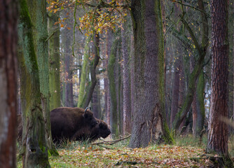 Stado żubrów w pięknym jesiennym lesie