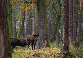 Stado żubr&oacute;w w pięknym jesiennym lesie