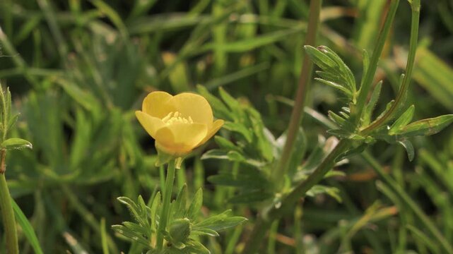 Close-Up of Yellow Buttercup Swaying in Spring Breeze, Sunny Wildflower Meadow, Vibrant Nature Detail, Motion of Petals in Wind, Fresh Outdoor Floral Scene, Bright Botanical Beauty in Sunshine