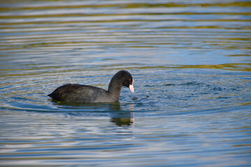 Eurasian Coot is floating on a lake