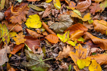 Laub im Herbst mit schönen Farben liegt auf dem Boden