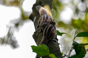 Two brown striped squirrels climbing on a textured tree branch amidst green leaves and bright sunlight.