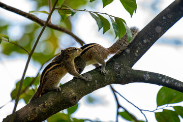Two brown striped squirrels climbing on a textured tree branch amidst green leaves and bright sunlight.