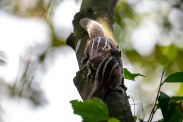 Two brown striped squirrels climbing on a textured tree branch amidst green leaves and bright sunlight.
