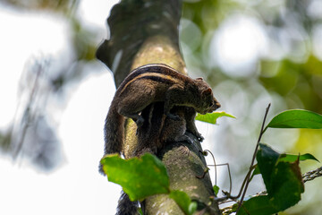 Two brown striped squirrels climbing on a textured tree branch amidst green leaves and bright sunlight.