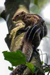Two brown striped squirrels climbing on a textured tree branch amidst green leaves and bright sunlight.