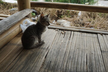 A gray cat is resting on a bamboo couch in a tourist park during the day
