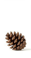 A single brown pine cone sits isolated on a clean white background, highlighting its natural textures and scale details, christmas, single, winter