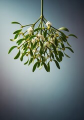 Traditional festive mistletoe sprig hanging for the winter holiday season, featuring bright white berries and green leaves against a soft, blurred background, parasitic, greeting, fresh