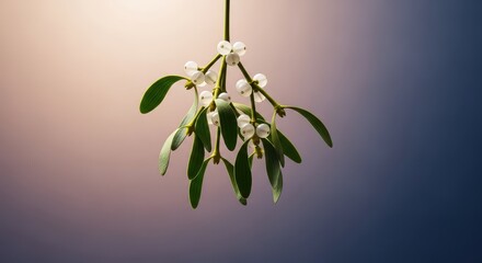 Traditional holiday greenery, a festive sprig of mistletoe hanging delicately, ready for seasonal merriment and winter celebrations, berry, custom, gathering