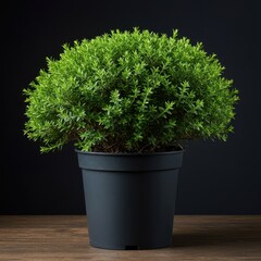 Vibrant green foliage of a dense ornamental bush cultivated in a simple round container, suitable for patio or indoor environment and decor, domestic, lush, round