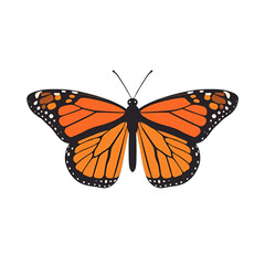 Fototapeta premium Orange monarch butterfly isolated on transparent background