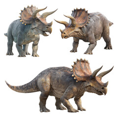 Obraz premium Triceratops dinosaurs standing, showing prehistoric extinct animals