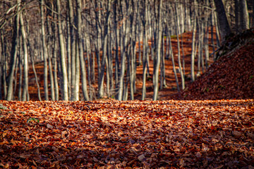Foliage in Abruzzo al bosco di Lama Bianca a Sant'Eufemia a Maiella