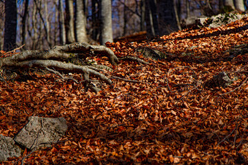 Foliage in Abruzzo al bosco di Lama Bianca a Sant'Eufemia a Maiella