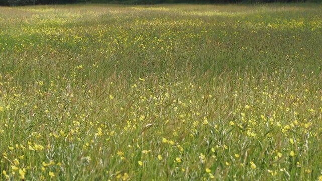Wildflower Meadow Covered in Yellow Buttercups, Tall Grass Swaying in Spring and Summer Breeze, Sunlit Field with Soft Shade, Vibrant Scenic Nature Landscape in Warm Sunshine