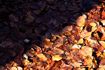 Foliage in Abruzzo al bosco di Lama Bianca a Sant'Eufemia a Maiella