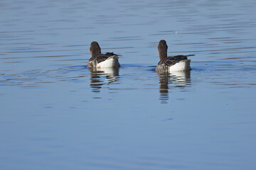 two greylag geese seen from behind, two greylag geese swimming away, Anser anser, two gray geese swimming synchronously on the lake