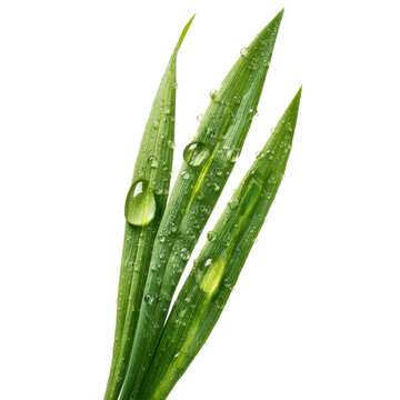 Fresh Green Grass Blades with Dew Drops on a Sunny Morning  isolated on transparent background PNG File