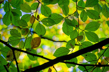 Close layered autumn branches with dense green leaves throughout