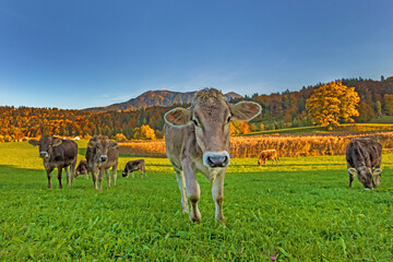 Kuh - Allgäu - Kalb - Herbst - Stimmung - niedlich - süß