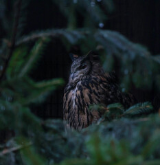bird in the nest