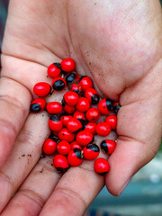 A handful of vibrant red and black seeds, displaying their unique two-tone coloration in an open human palm, captured with detailed focus