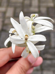 Close up of a Delicate White Flower Held in a Hand with Soft Focus Background
