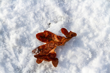 Background.  A single brown leaf of an English oak on snow.