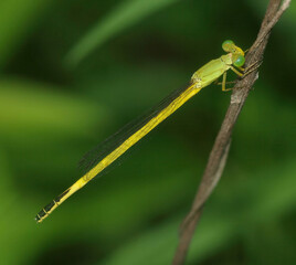 Ceriagrion melanurum, a slender yellow and olive green damselfly species inhabiting wetlands and ponds, laying eggs on aquatic plants. Photographed in Korea.
