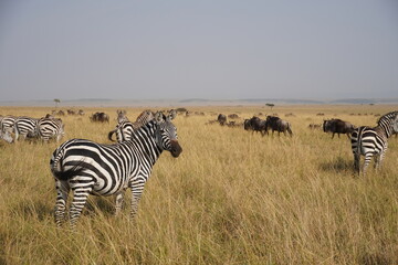 zebras in the savannah