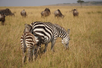 Naklejka premium zebra in the savannah