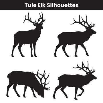 Tule Elk Silhouettes