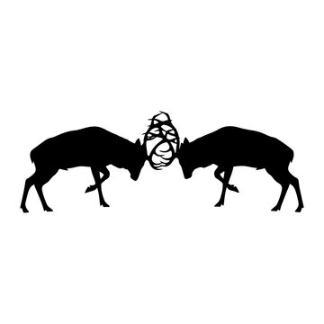 Silhouette of two rams butting heads on a white background