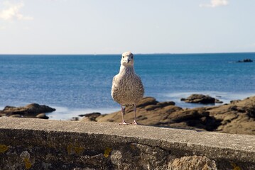 Regard curieux de l'oiseau .