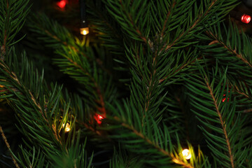 Spruce tree with Christmas lights as background, top view