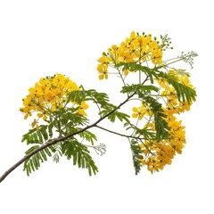 A branch of yellow flowers with green leaves isolated on a white background