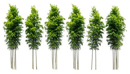Row of bamboo trees against white background