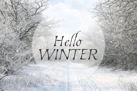 Hello winter card. Beautiful forest covered with snow