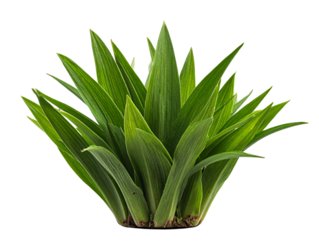  Angled Perspective of Green Grass Plant, Isolated Transparent Background PNG - Powered by Adobe