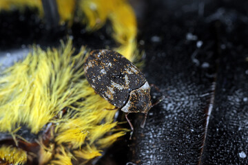 Anthrenus fuscus is a species of carpet beetle in the family Dermestidae. Beetle on a dead insect.