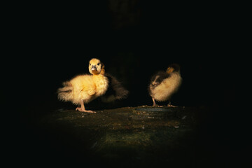 Yellow ducklings on a rock. Yellow ducklings resting on a rock at night.