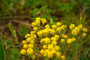 Mountain yellow flowers on grass