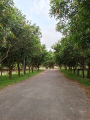 Gravel path lined with lush green trees under a cloudy sky