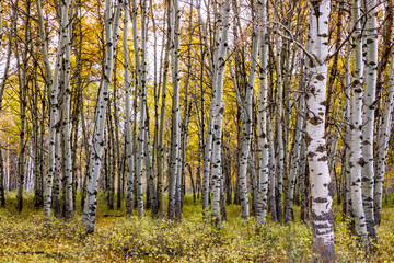 autumn birch trees in a forest